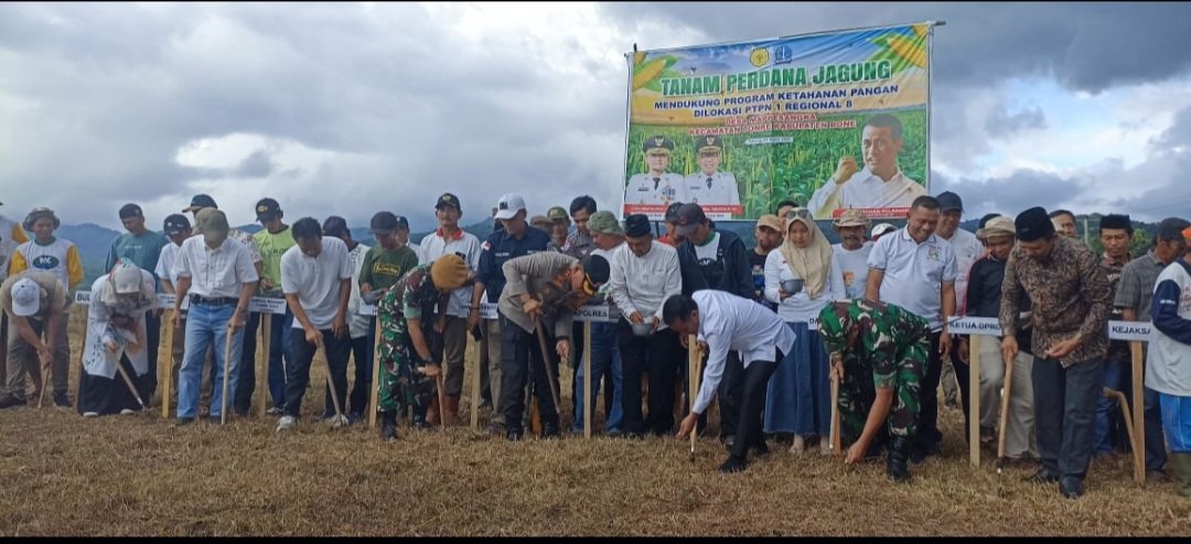 Dukung Program Swasembada Pangan, Bupati Bone Tanam Jagung Perdana di Hari Pertama Puasa