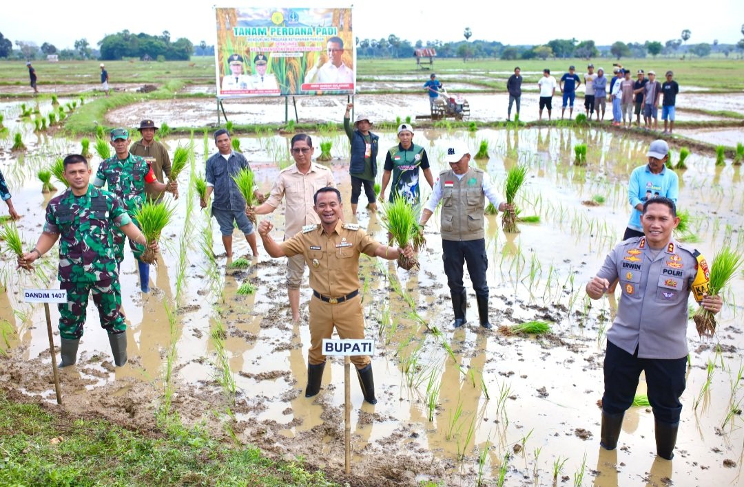 Komitmen Jadikan Bone Daerah Swasembada Pangan, Bupati Andi Asman Kembali Turun Sawah Tanam Perdana Padi di Awangpone