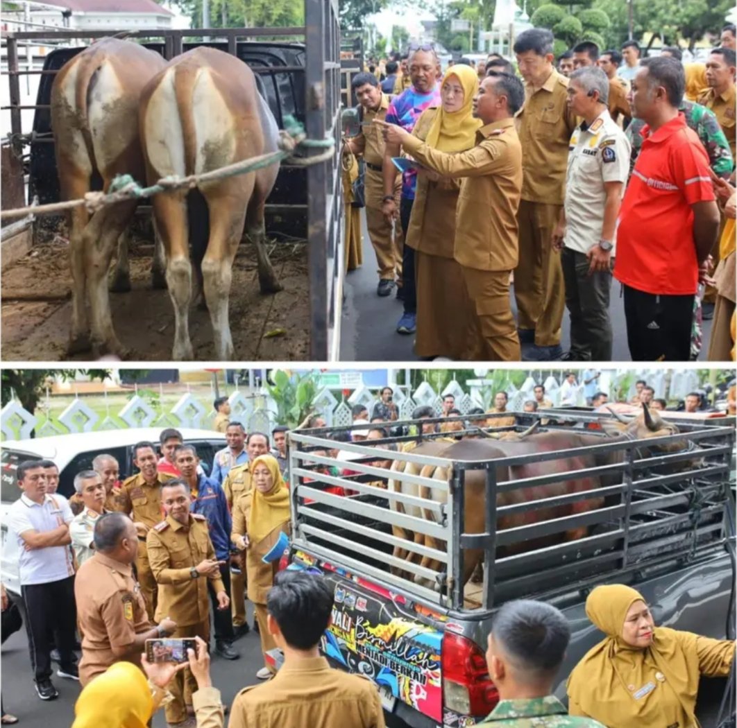 Wujud Kepedulian Jelang Iduladha: Pemkab Bone Distribusikan 46 Sapi Kurban untuk Warga Kurang Mampu hingga Petugas Kebersihan