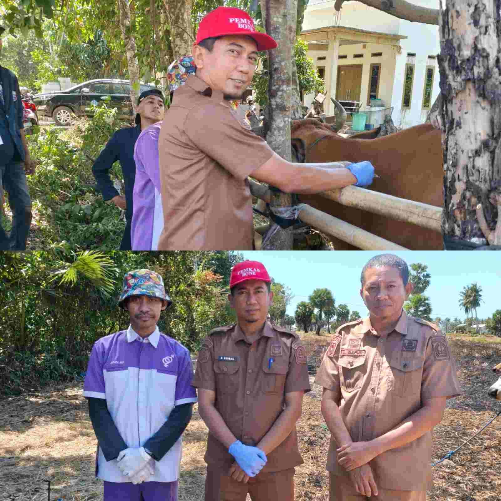 Dinas Peternakan Bone Gelar Vaksinasi Massal di Tanete Riattang Timur, Libatkan Mahasiswa Unhas dan Unibos